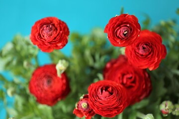Ranunculus flower.buttercup flowers.floral background.Bright red flowers on a bright blue background. Red ranunculus bouquet close-up.Floral card with
 colorful  spring flower.copy space