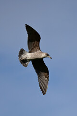 Seagull in Aculank, New Zealand
