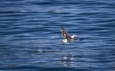 Gaviota volando sobre el agua