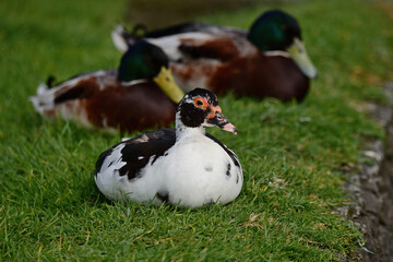 Beautiful duck by the lake in Auckland 