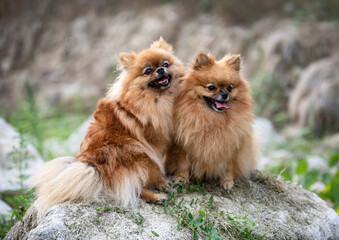 pomeranians in nature