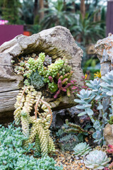 There are a lot of succulent plants in Flower Dome in garden by the bay Singapore.
It is a nature park spanning 101 hectares in the Central Region of Singapore.