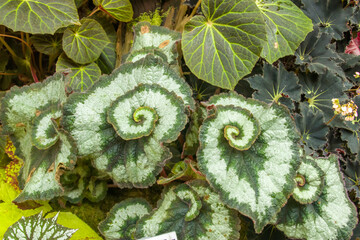 Begonia Escargot is an evergreen, rhizomatous perennial mostly grown for its striking, spiral shaped foliage that curls around at the base of the leaf. 
winner of the award of garden merit. 
