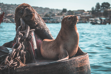 Leones marinos descansando