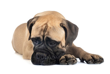 Obraz premium young bullmastiff in studio