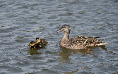 Mallard duck in the park in auckland 