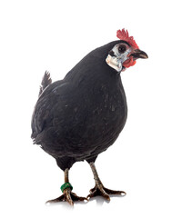 White-faced Black Spanish in studio