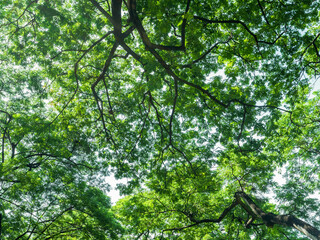nature green leaf background of monkey pod tree leaves shrub and branch from bottom view angle a beautiful shady scene in the park