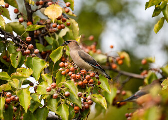 robin in a tree