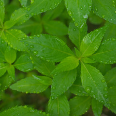 green leaf with dew drops