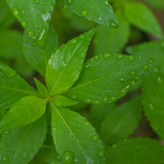 green leaf with dew drops