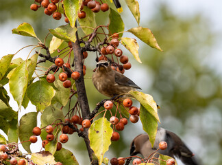grouchy robin