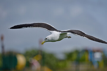 Seagull in Auckland, New Zealand 