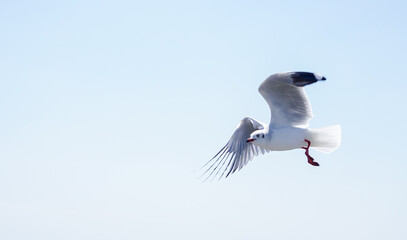 Seagull