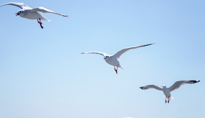 Seagull