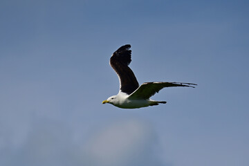Seagull in Aculank, New Zealand