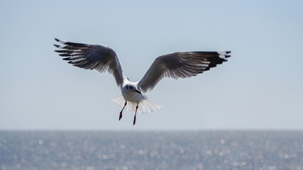 Seagull