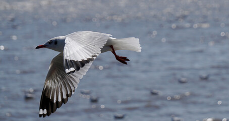 Seagull