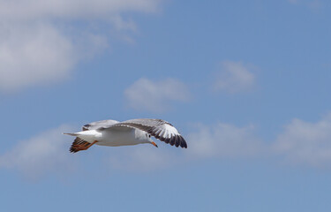 Seagull