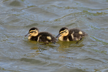 Mallard duck in the park in auckland 