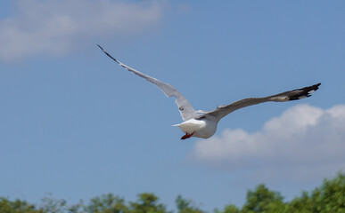 Seagull