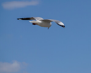 Seagull