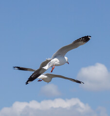 Seagull