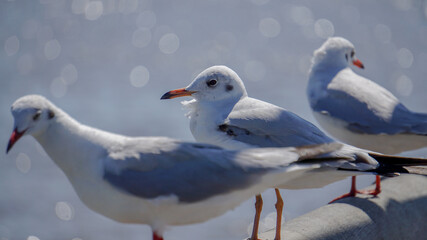 Seagull