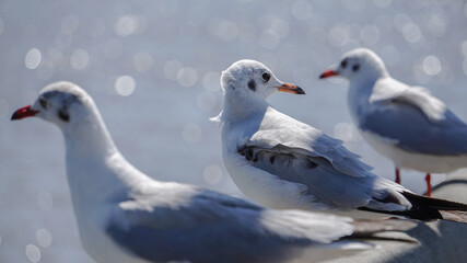 Seagull