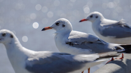 Seagull
