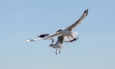 Seagull