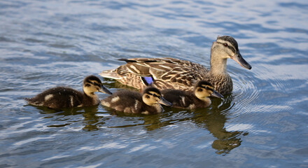 Mallard duck in the park in auckland 