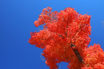 青空と紅葉
