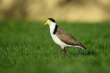 Masked lapwing in the park in Auckland 