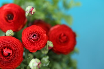 Ranunculus flower.buttercup flowers.floral background.red flowers on a bright blue background. Red ranunculus bouquet close-up.Floral card with
 colorful  spring flowers.women's day.copy space