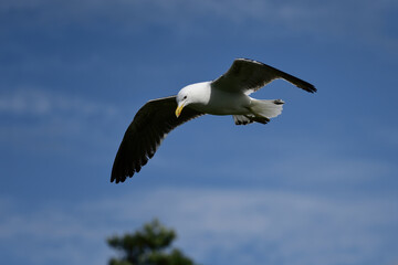 Seagull in Aculank, New Zealand