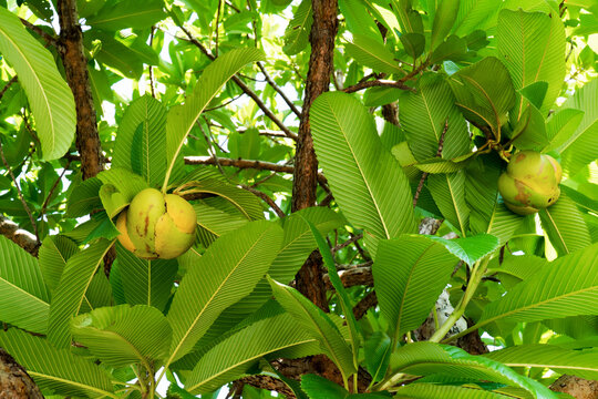 Closeup Elephant apple fruit on tree with leaves background. Dillenia Indica fruit or Evergreen tree fruit with green leaves and branches. (DILLENIACEAE)