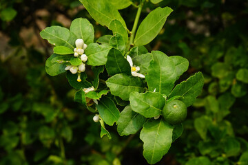 Lime flower with leaves in the garden. Fresh lime flower bud with green leaves and branch agriculture