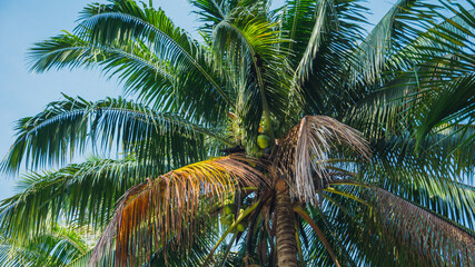 Fototapeta na wymiar Tropical palm tree against blue sky at the beach in Malaysia. Coconut cluster on the tree. Summer vacation and nature travel adventure concept. Perspective view. Selective focused on foreground.