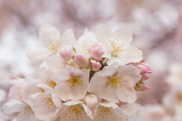桜とつぼみ