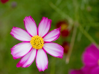 Fototapeta premium 満開のコスモス／万博記念公園