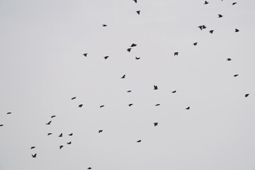 starling birds in flight