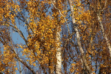 Birch tree in autumn