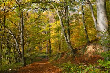 Herbstliche Waldwege in der Ortenau nahe Ettenheim