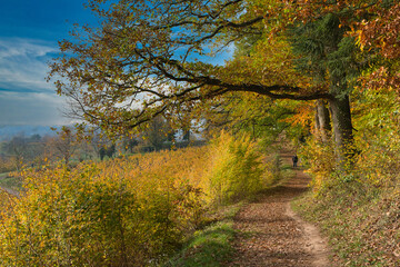 Fototapeta premium Herbstliche Waldwege in der Ortenau nahe Ettenheim