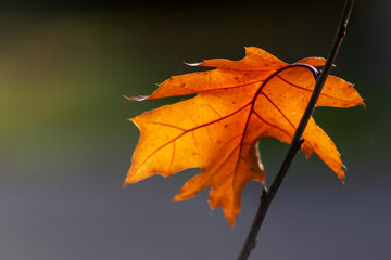 Colorful leaves in autumn and fall shine bright in the backlight and show their leaf veins in the sunlight with orange, red and yellow colors as beautiful side of nature in the cold season