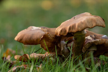Big mushrooms in a forest found on mushrooming tour in autumn with brown foliage in backlight on the ground in mushroom season as delicious but possibly poisonous and dangerous forest fruit