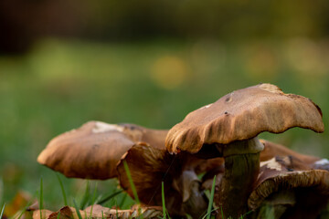 Big mushrooms in a forest found on mushrooming tour in autumn with brown foliage in backlight on the ground in mushroom season as delicious but possibly poisonous and dangerous forest fruit