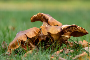 Big mushrooms in a forest found on mushrooming tour in autumn with brown foliage in backlight on the ground in mushroom season as delicious but possibly poisonous and dangerous forest fruit