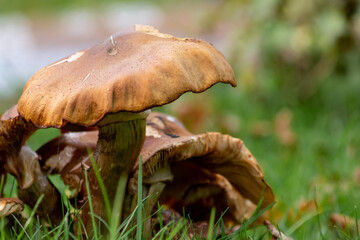 Big mushrooms in a forest found on mushrooming tour in autumn with brown foliage in backlight on the ground in mushroom season as delicious but possibly poisonous and dangerous forest fruit